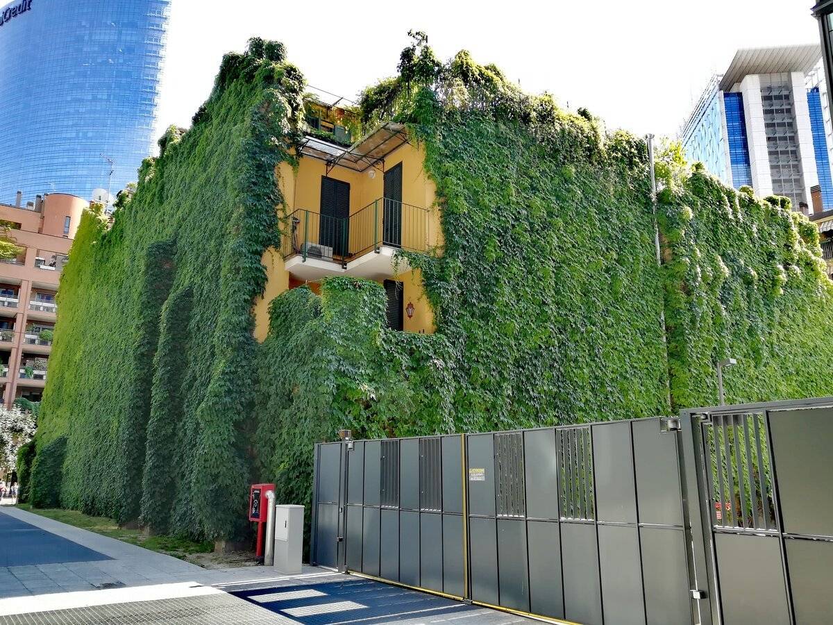 Вертикальное озеленение своими руками, в квартире, на даче, стен, фитомодуля, растения. вертикальное озеленение. создание "зеленых" стен в интерьере, в квартире и на участке.