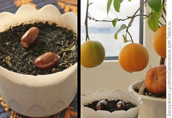 Как вырастить личи в домашних условиях из косточки и можно ли получить плоды