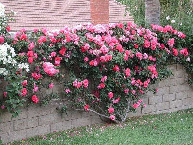 Роза «лавиния»: описание, выращивание и использование в садовом дизайне. роза лавиния описание размножение плетистой розы отводками