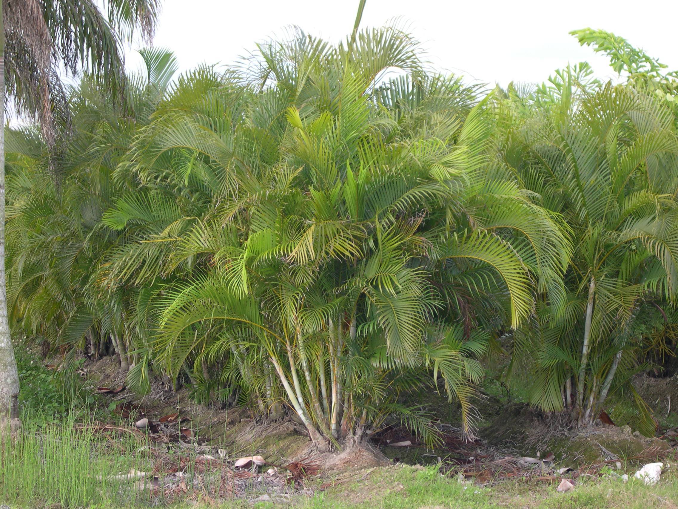 Тропические пальмы рода арека: особенности, разновидности и уход за культурой в домашних условиях