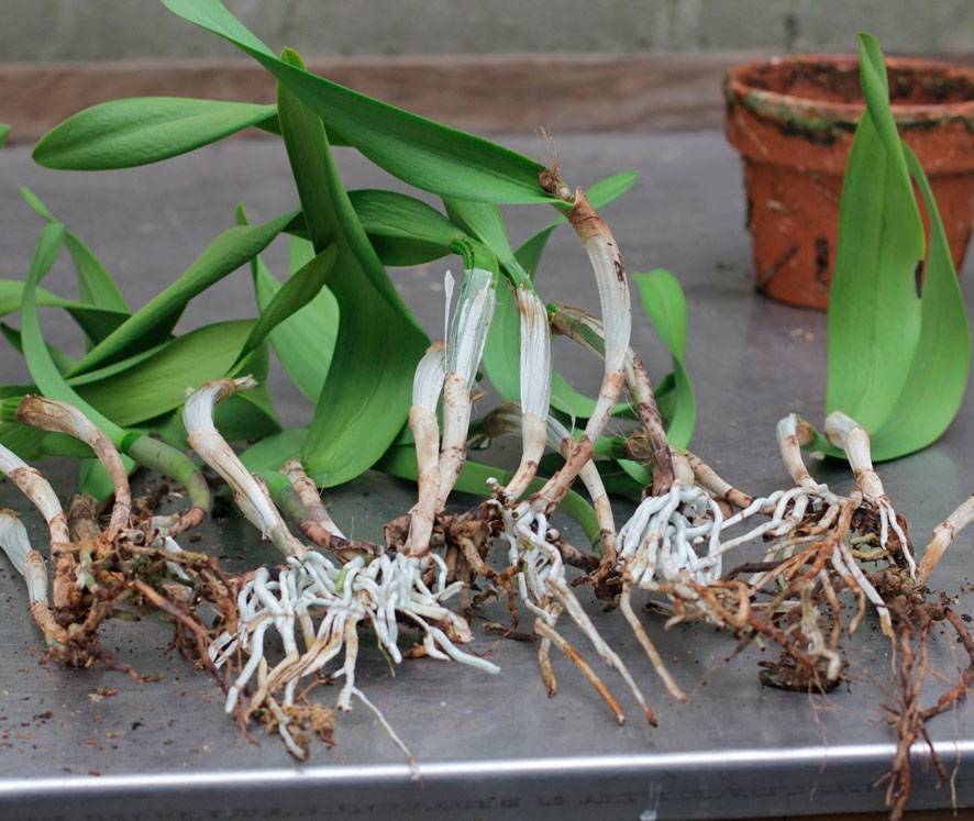 Все о потомстве орхидеи — размножение цветоносом