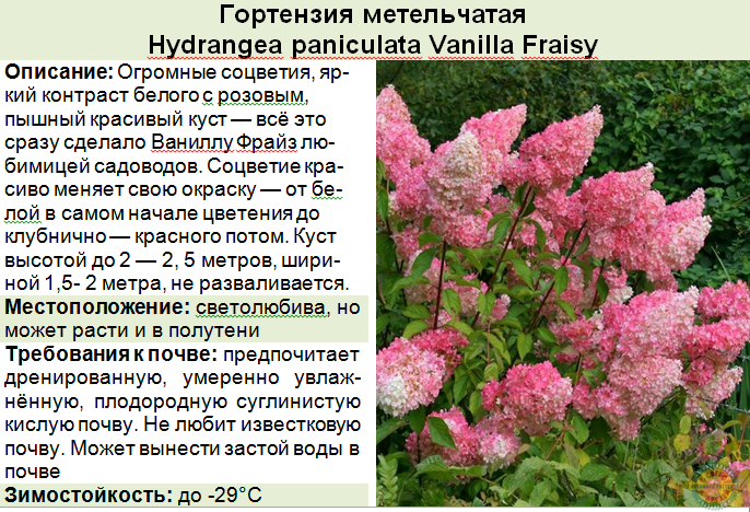 Метельчатая гортензия: сорта для российских садов, фото, названия и описания