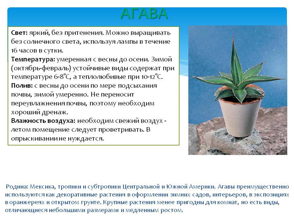 Растение голубая агава: особенности суккулента, как ухаживать, фото
