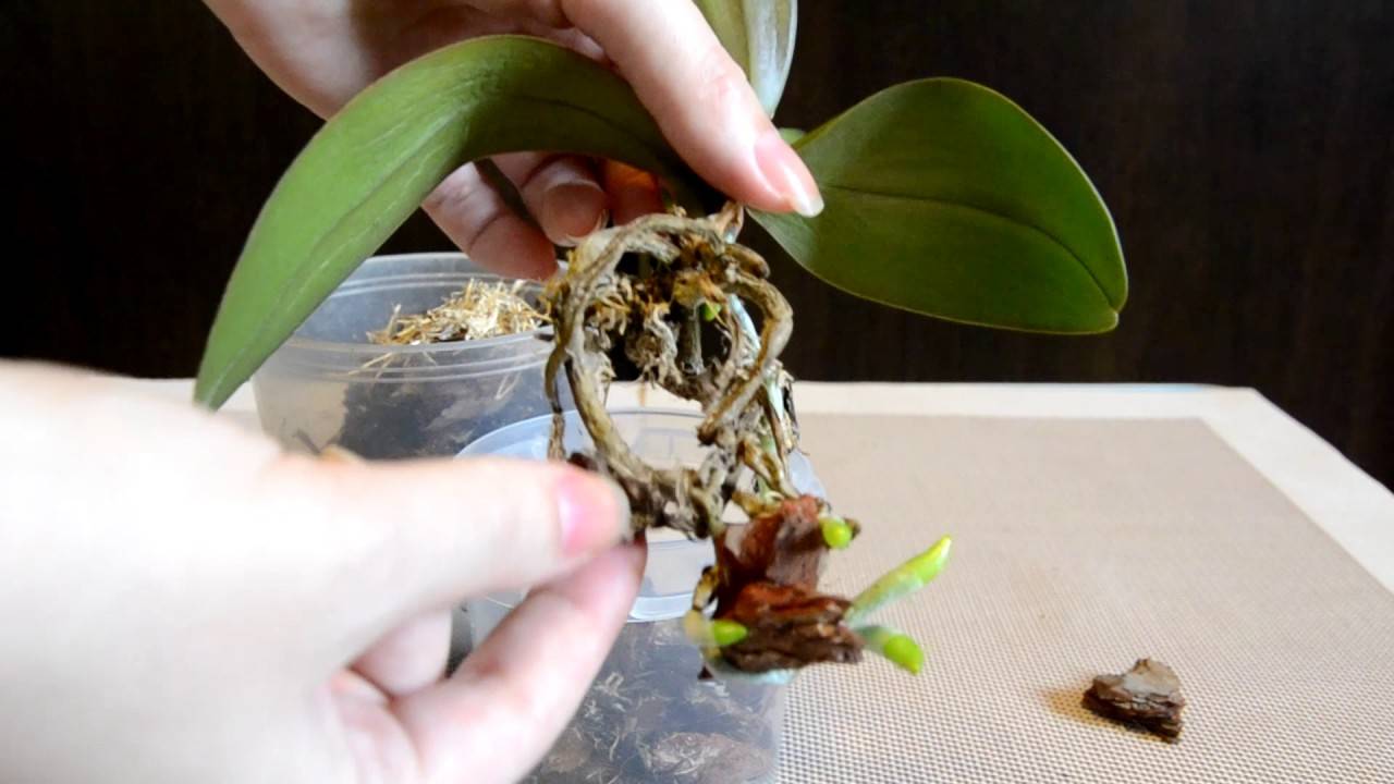 Размножение тропического фаленопсиса — как пересаживать деток орхидеи в домашних условиях?