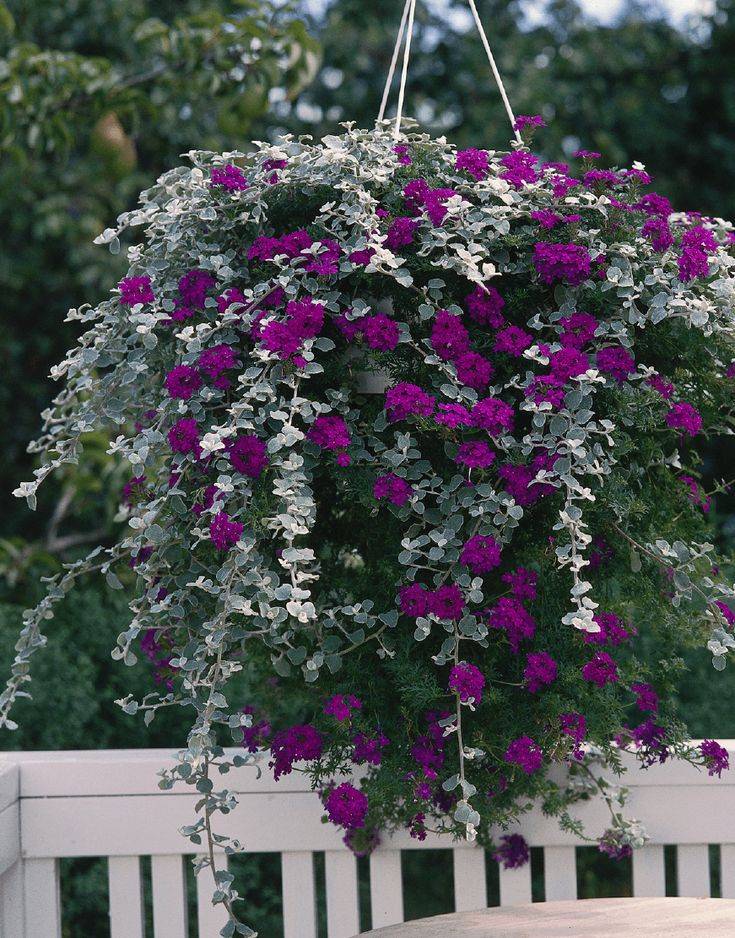 Ампельные растения (24 примера) – садовые, комнатные, красивоцветущие и суккуленты
