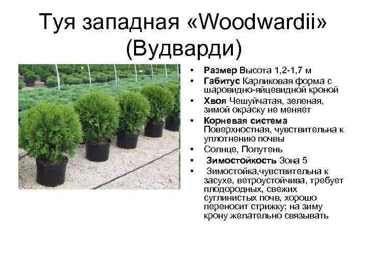 Туя западная вудварди (thuja occidentalis woodwardii) с2 25-30 см а