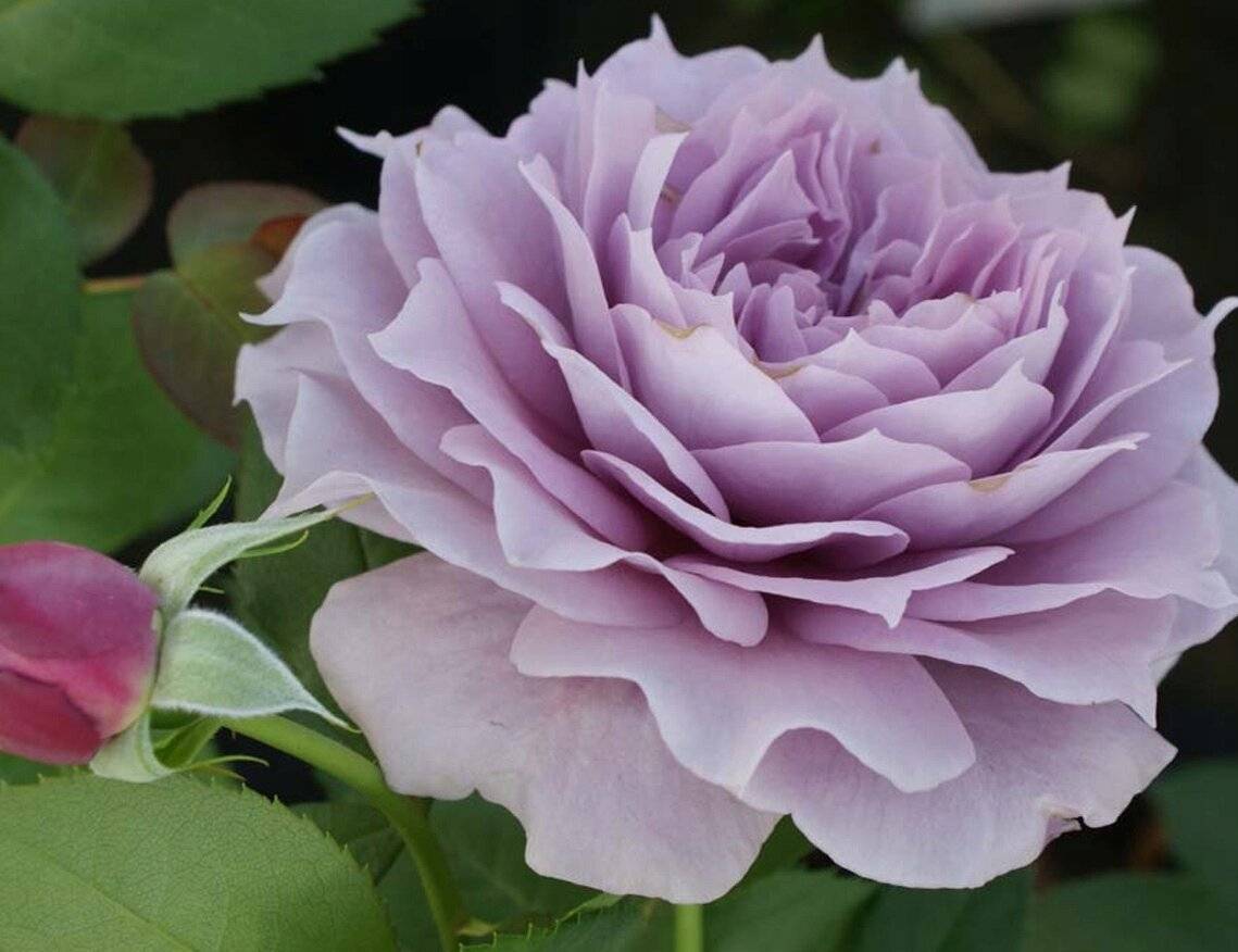 Роза новалис (novalis): описание, фото и характеристика сорта, отличие от других разновидностей, особенности выращивания, ухода и размножения, болезни и вредители