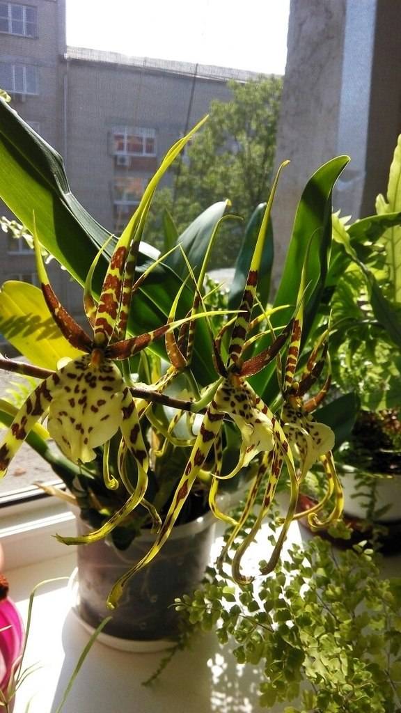 Особенности брассии орхидеи-паука | cельхозпортал