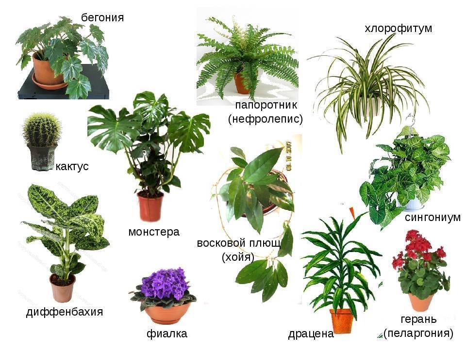 10 лучших экзотических растений для дома