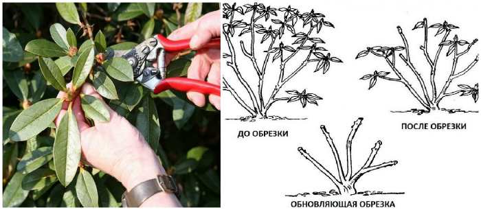 Цветок рододендрон: посадка и уход (+фото)