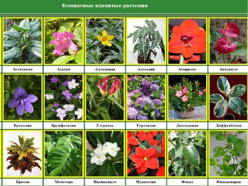 Садовые цветы (115 фото) — каталог с названиями и описаниями