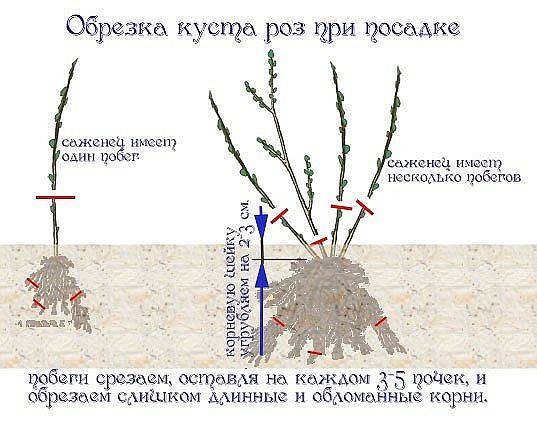 Выращивание хризантемы: пошаговая инструкция, из семян, из рассады
