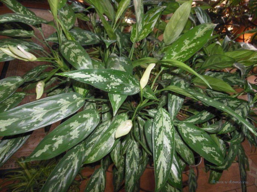 Пестролистные комнатные растения: фото и названия цветов с пятнистыми листьями