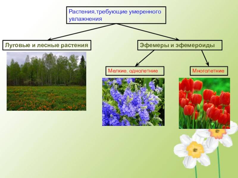 ᐉ список огородных растений: названия и фото - roza-zanoza.ru