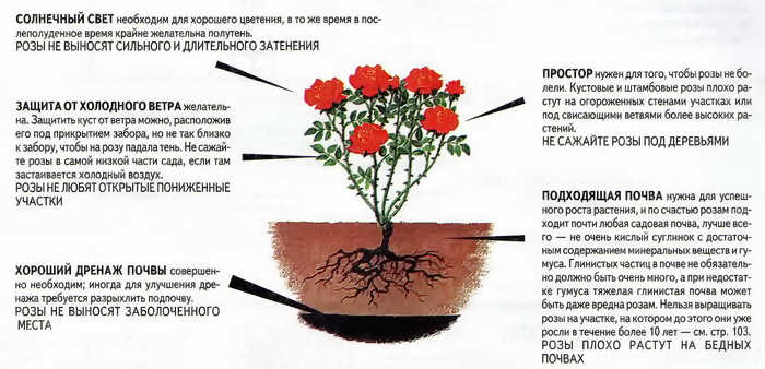 Роза Осиана (Osiana) — описание гибридного сорта