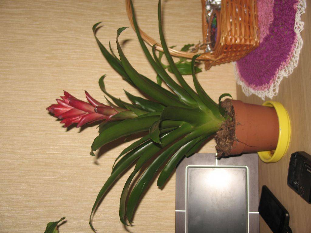 Пересадка гузмании в домашних условиях: когда необходима, нужна ли после покупки, как отделить деток цветка, и пошаговая инструкция с фото по пересаживанию