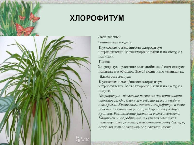 Хлорофитум и его польза для дома, фото комнатного цветка