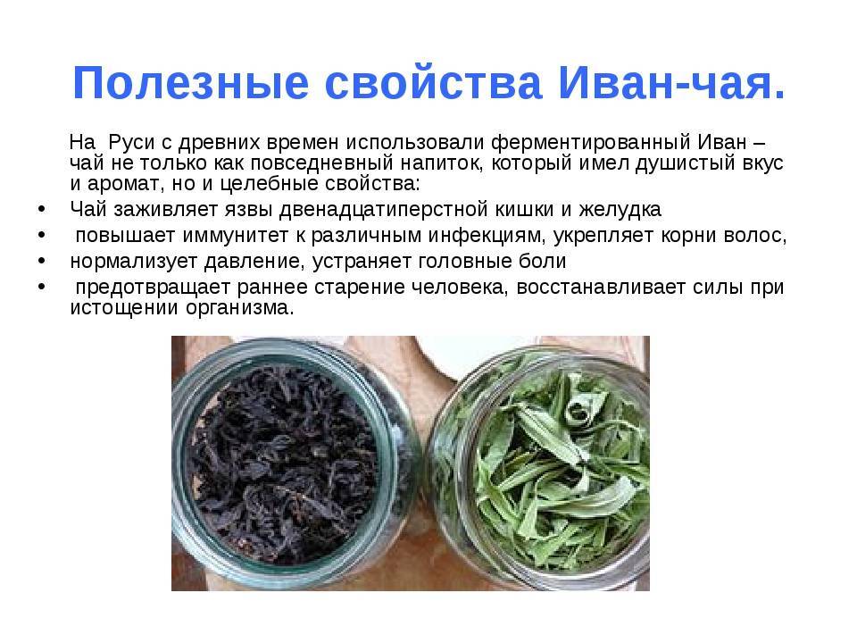 Иван-чай: как правильно собрать и приготовить чай
