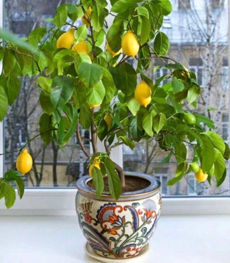 Лимонное дерево: посадка и уход в домашних условиях
