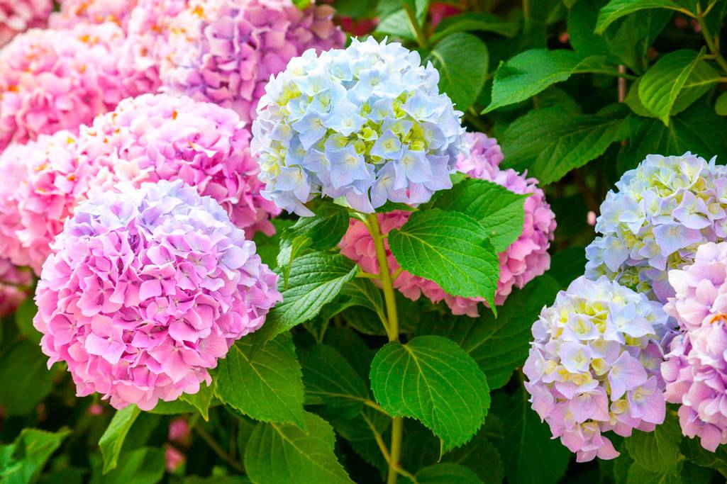 Гортензия розовая, голубая, синяя: посадка и уход, чем поливать, чтобы она поменяла цвет?