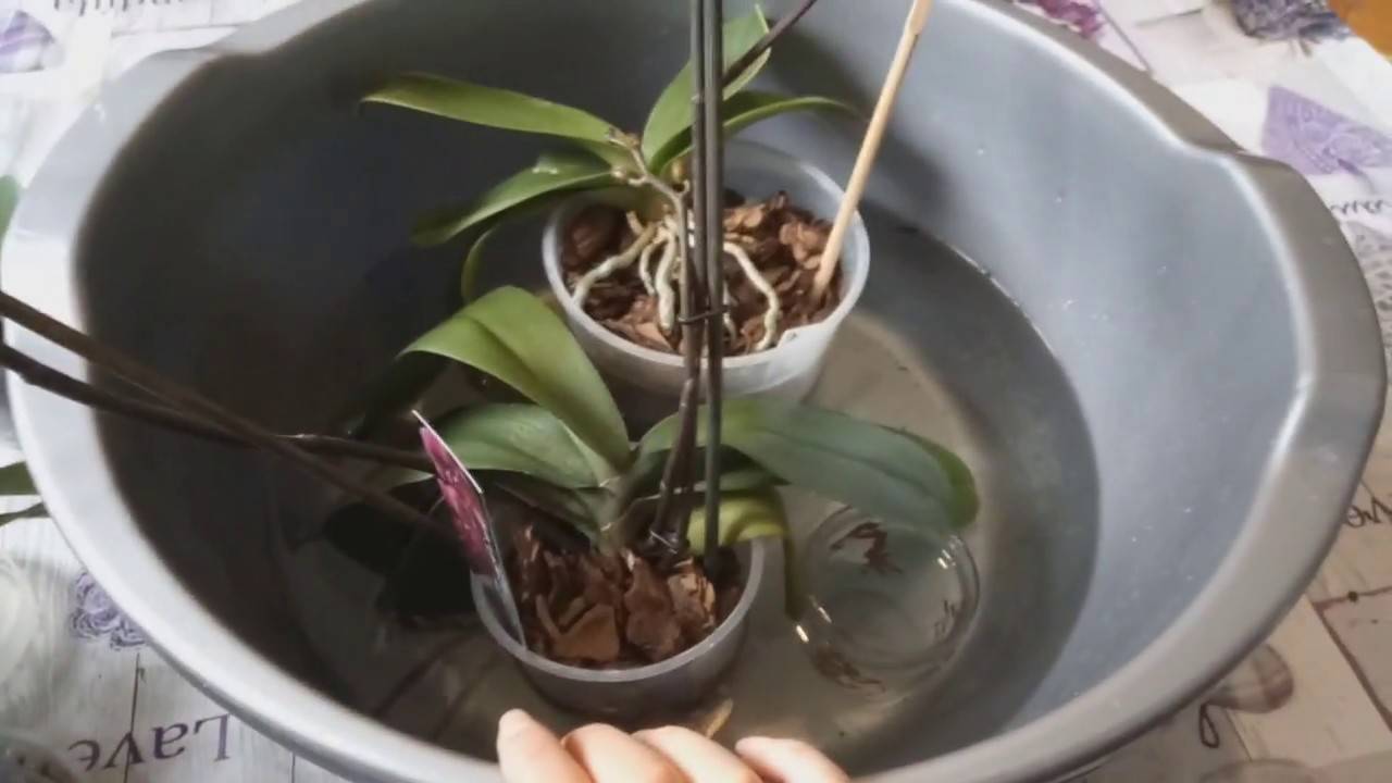 Рассказываем, как правильно поливать орхидею в домашних условиях