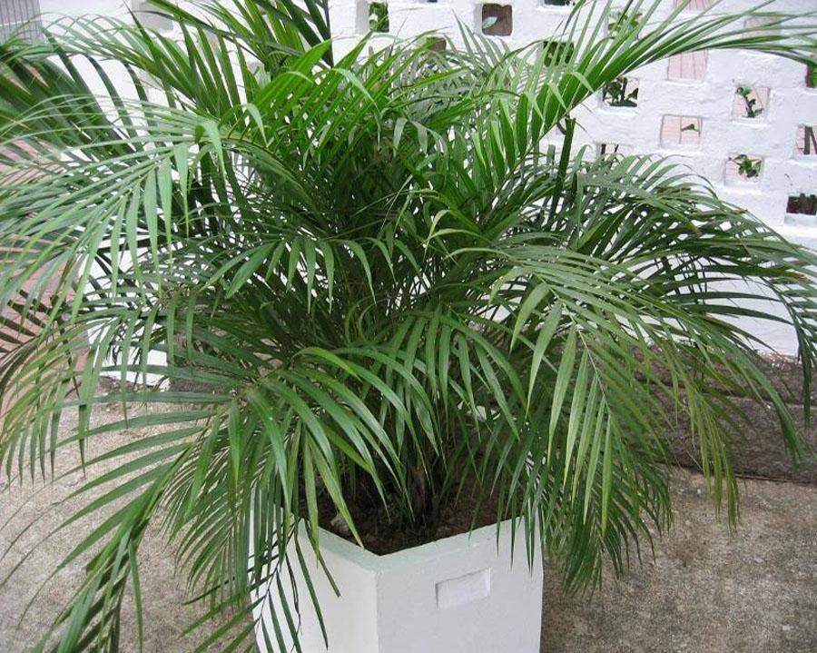 Арека пальма уход в домашних условиях пересадка и размножение
