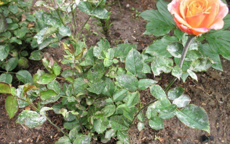 Какие бывают болезни садовых роз и их лечение