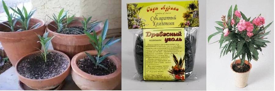 ᐉ цветок олеандр: уход в домашних условиях, фото и виды, выращивание из семян - roza-zanoza.ru