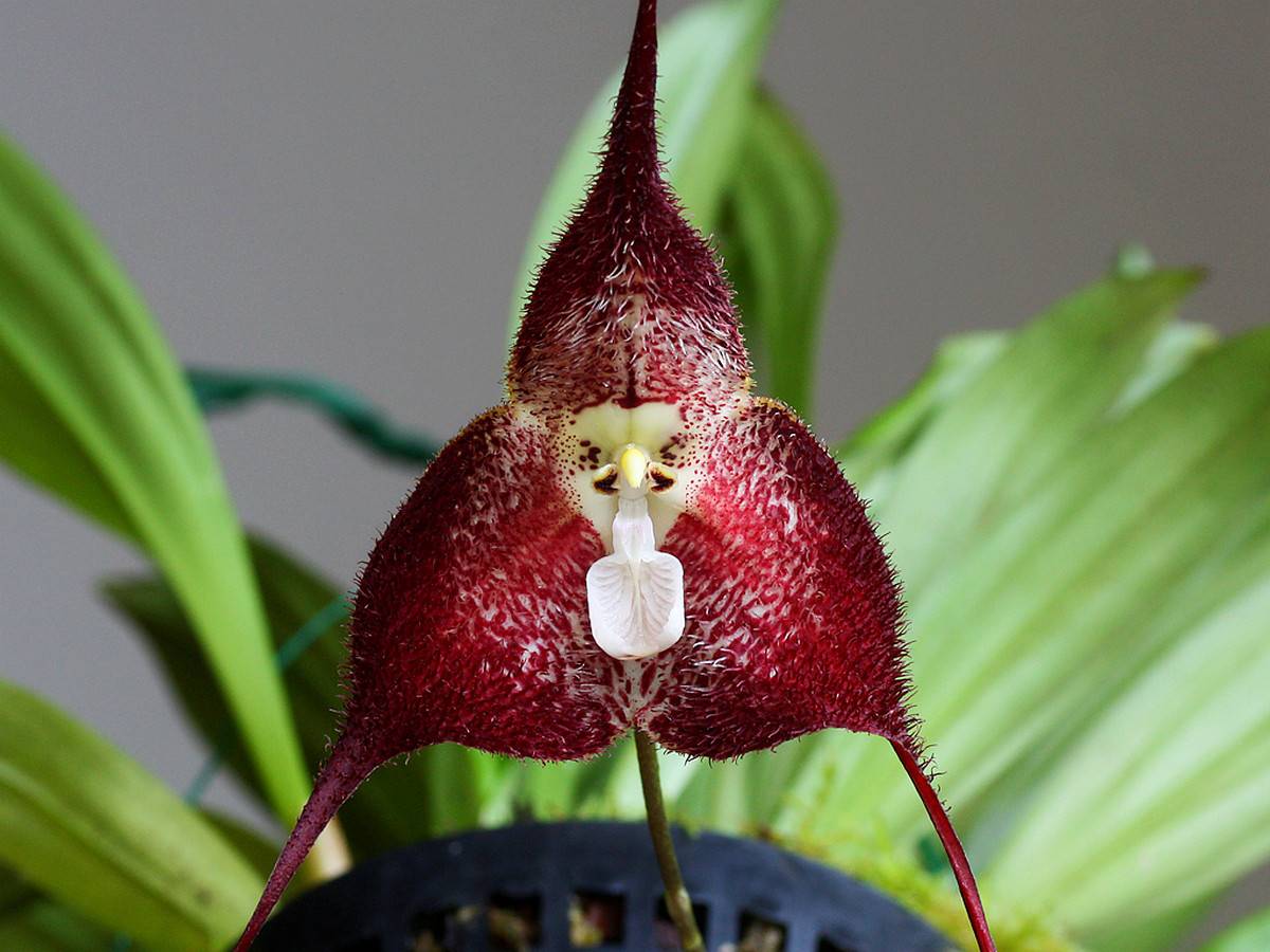 Прекрасный цветок — дракула! подробная информация об этом сорте орхидей и его фото