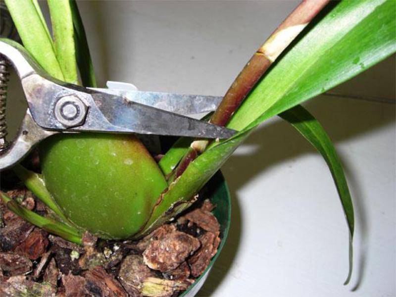 Каттлея: уход за орхидеей в домашних условиях