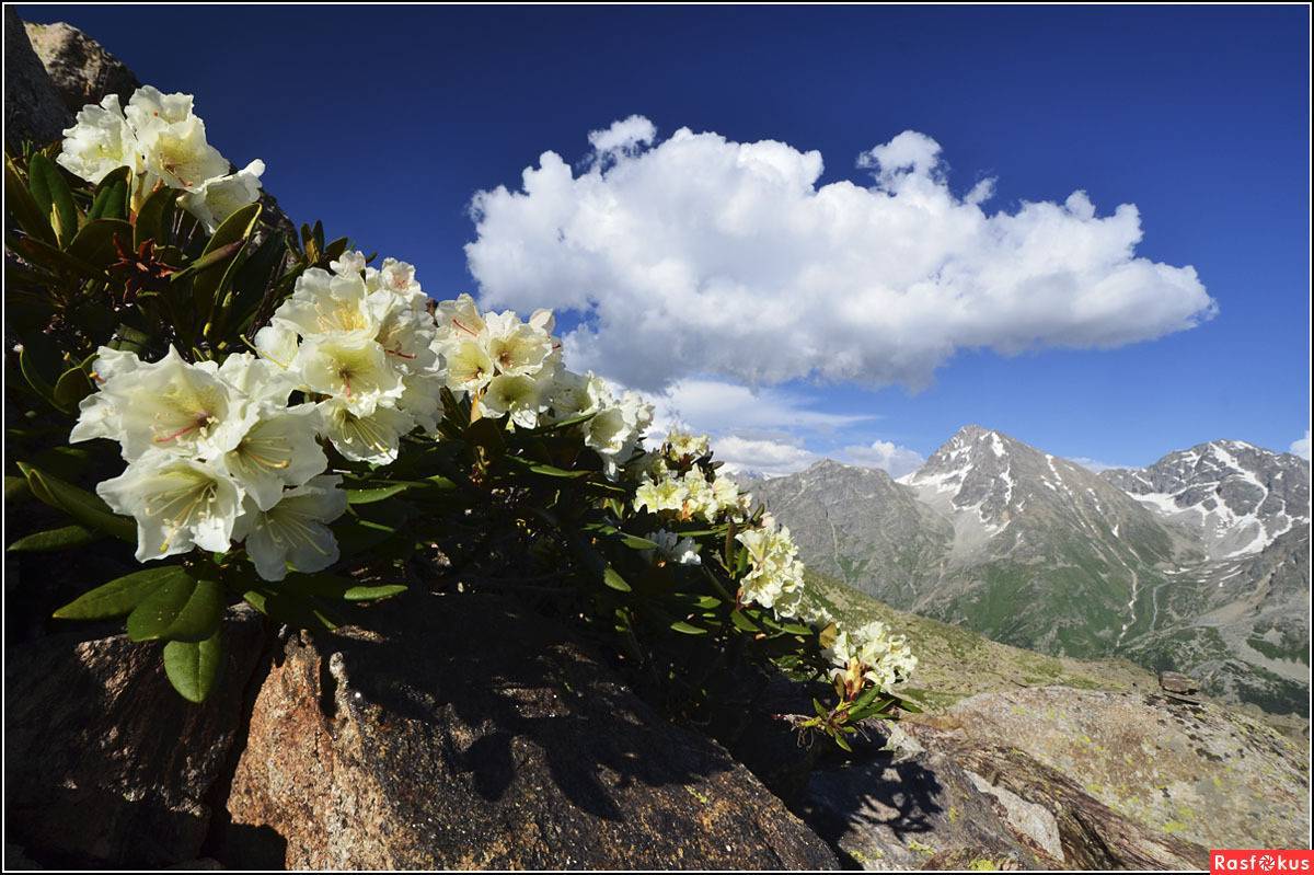 Леченый рододендрон кавказский: свойства, противопоказания и фото необыкновенной красоты