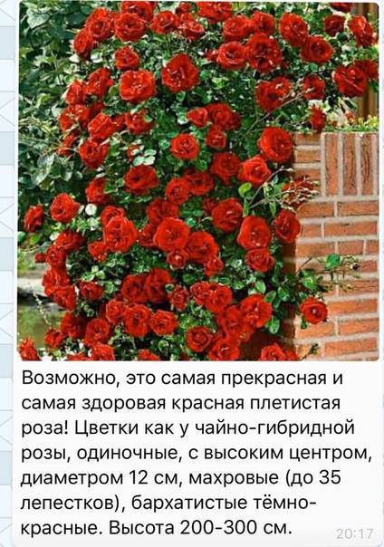 Роза «амадеус» (22 фото): описание, характеристика и размеры плетистого сорта роз, отзывы
