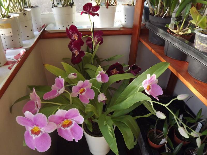 Орхидея мильтония: уход в домашних условиях, возможные проблемы. фото и видео