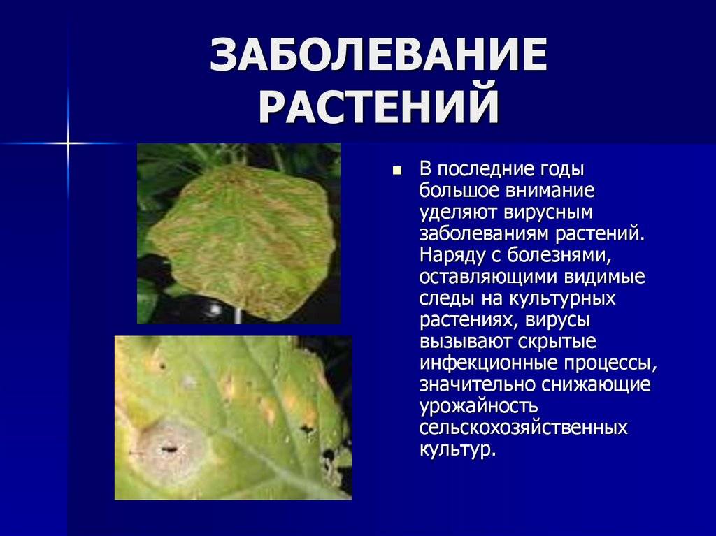 Определение болезней растений. Определить симптомы болезней растений. Вирусные и грибковые заболевания растений. Вирусные и бактериальные заболевания растений. Вирусы вызывающие болезни растений.
