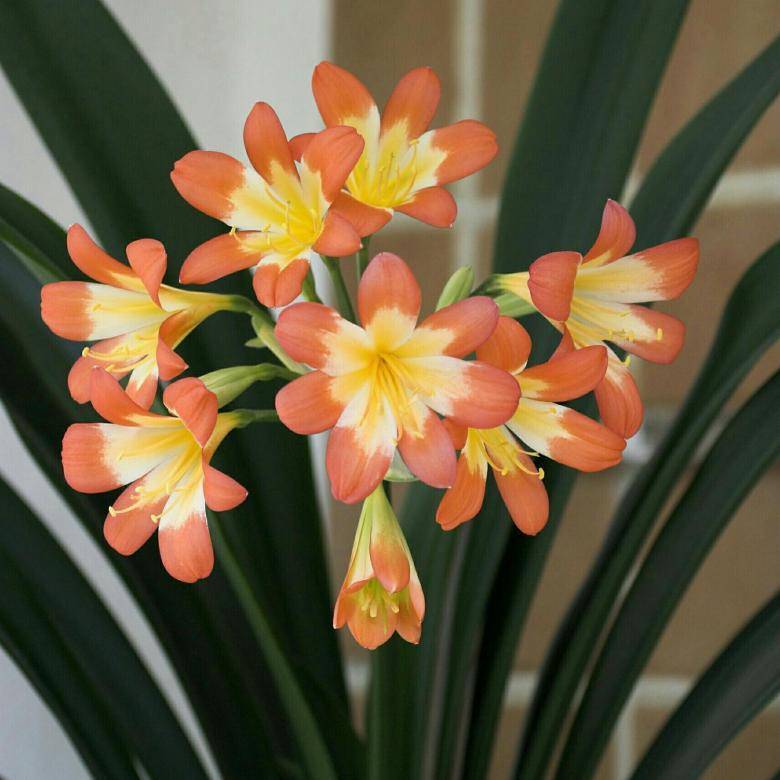 Комнатный цветок кливия: уход в домашних условиях, фото, размножение и цветение