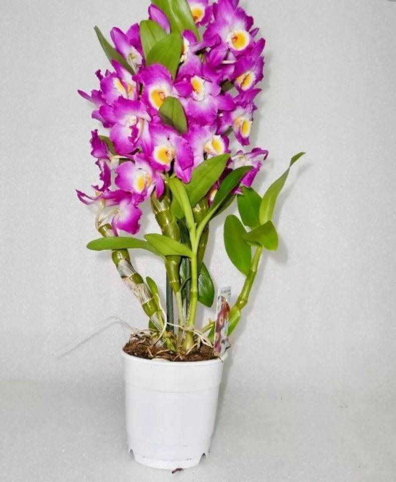 Орхидея дендробиум уход в домашних условиях: как ухаживать за цветком