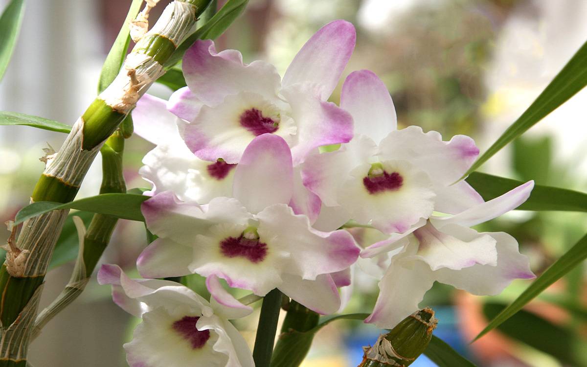 Дендробиум фаленопис| блог об орхидеях