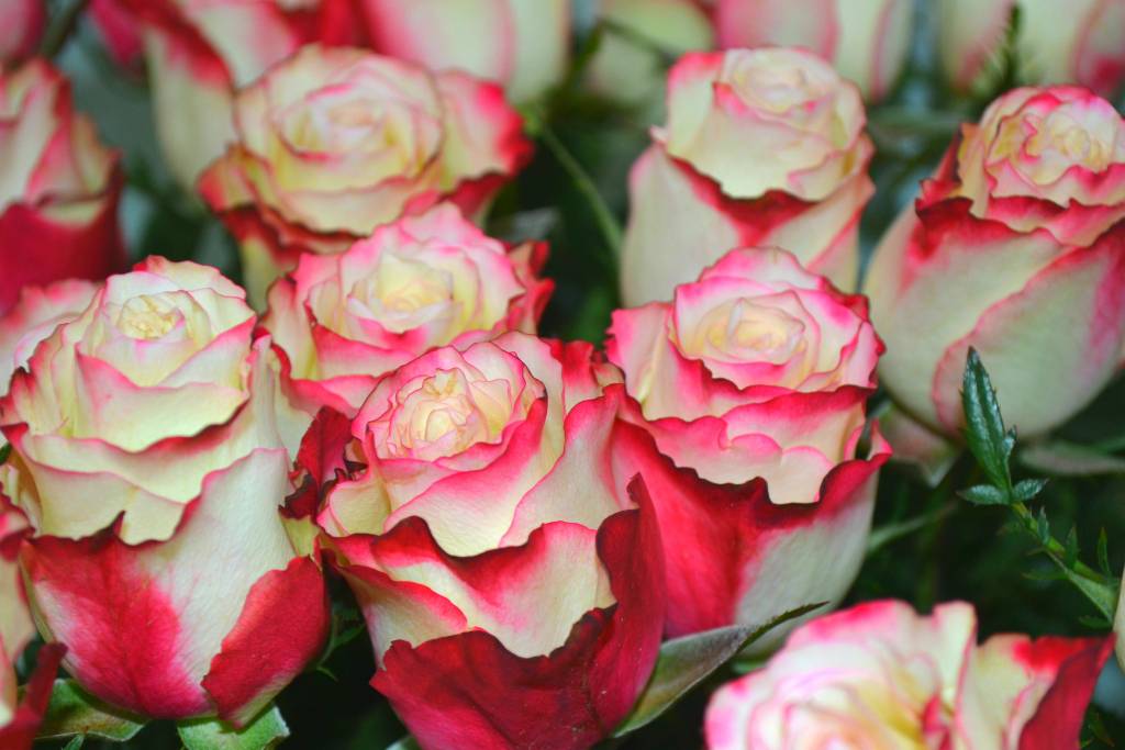 Роза Свитнесс (Sweetness) — описание сортового куста