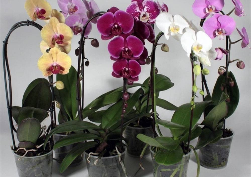 Как заставить цвести орхидею в домашних условиях