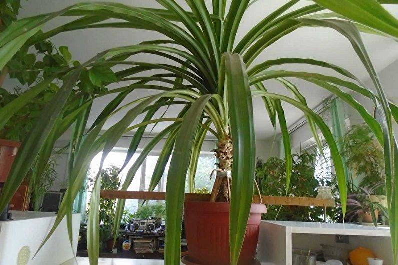 Панданус уход в домашних условиях пальма панданус из отростка и семян фото видов