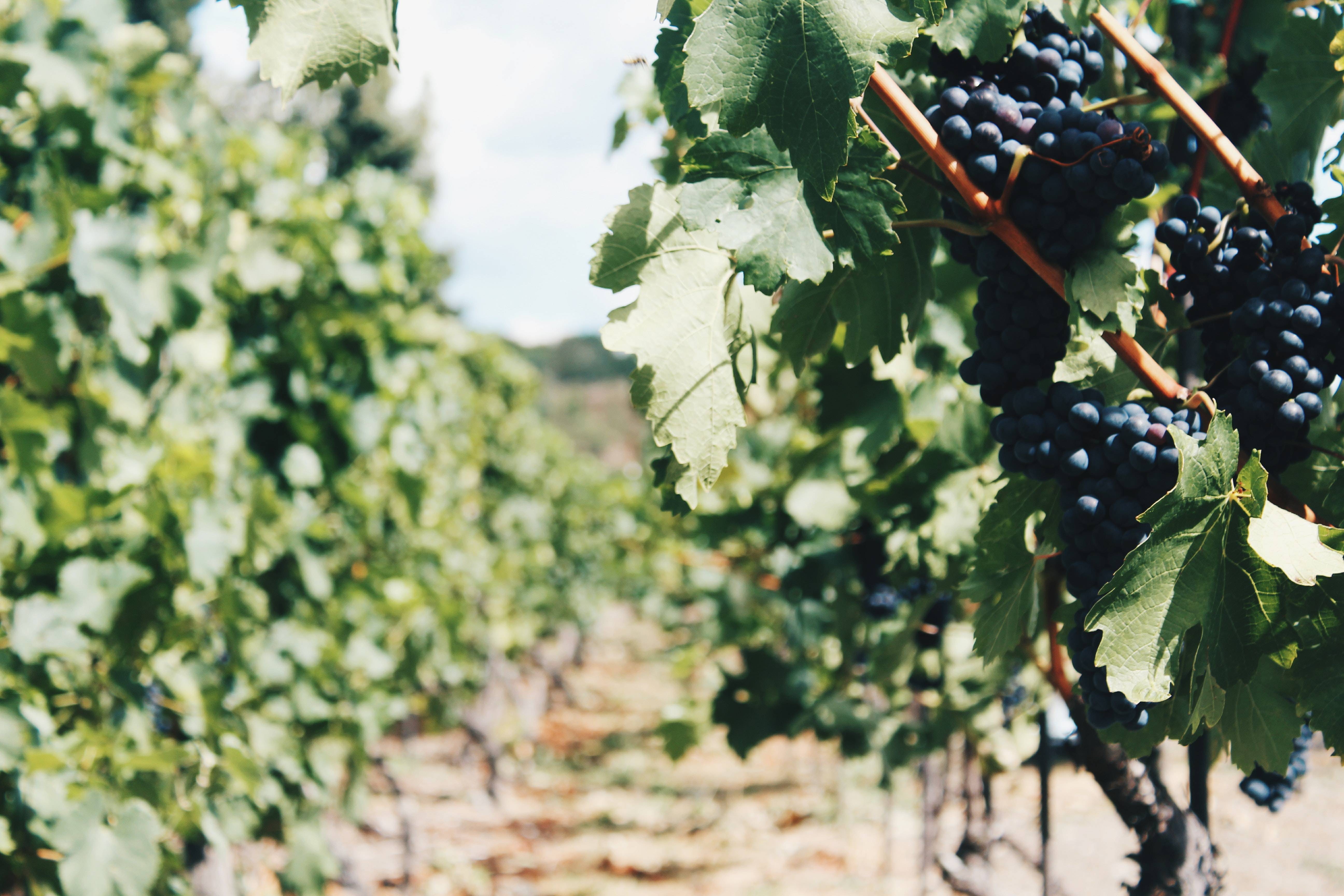 Виноград уход и выращивание: размножение виноградной лозы, где растет, фотографии