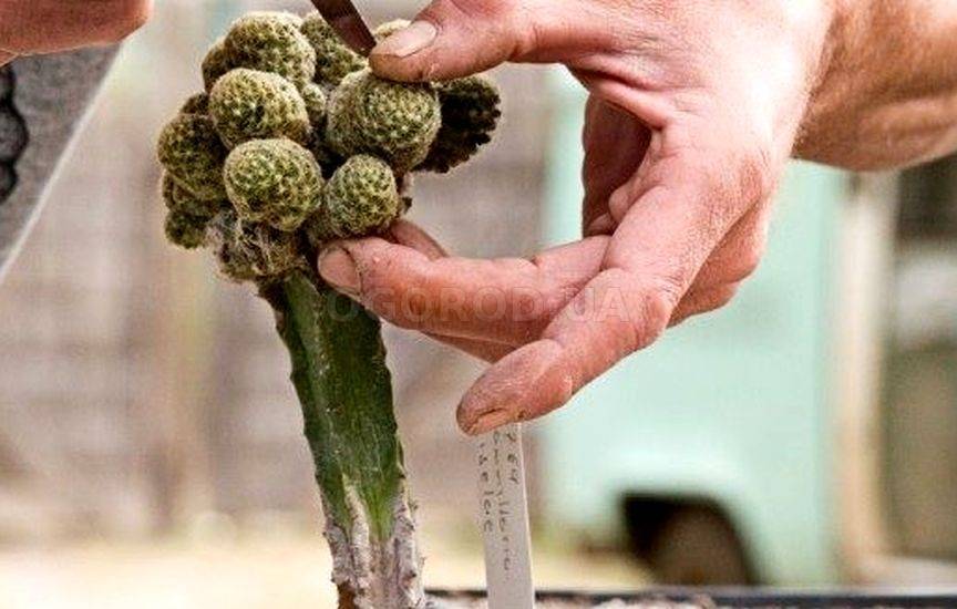 Как пересадить кактус самостоятельно: 6 приспособлений