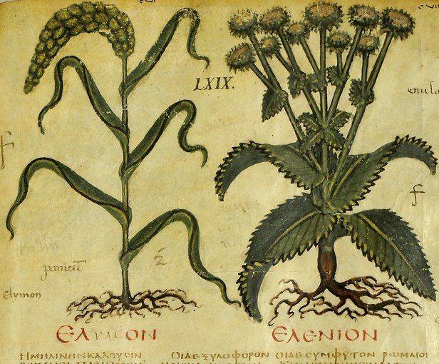 Священные растения древнего рима реферат
