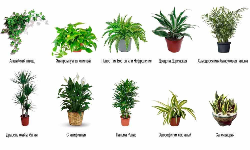 Комнатные растения, которые хорошо очищают домашний воздух