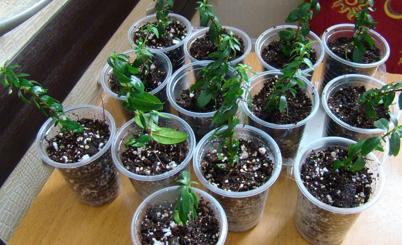 13 комнатных растений, которые легко вырастить из семян в домашних условиях