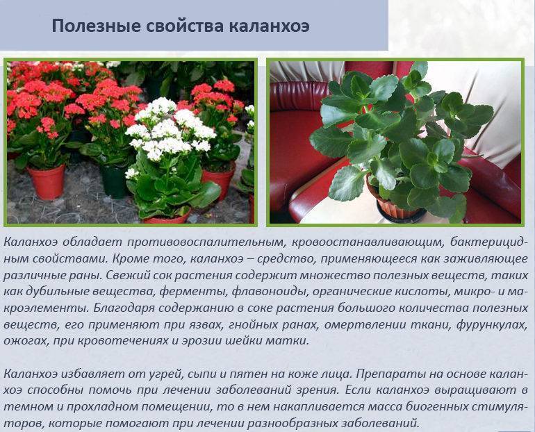 Каланхоэ цветущее: почему не цветет в домашних условиях? как заставить растение цвести? selo.guru — интернет портал о сельском хозяйстве