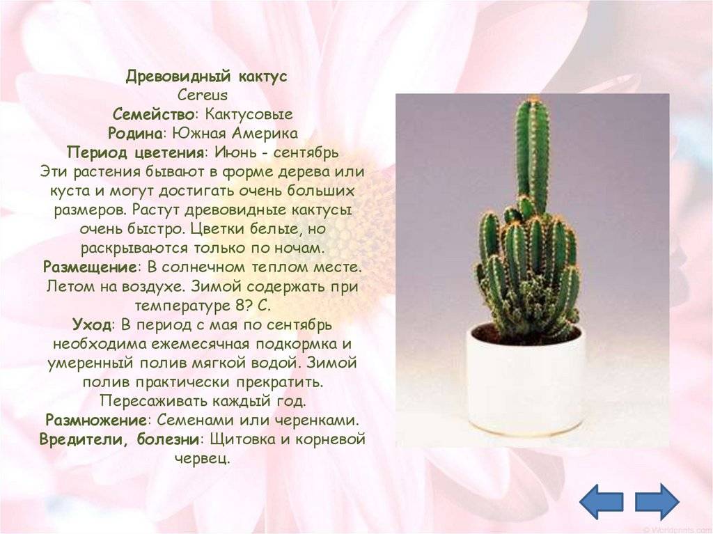 Домашние кактусы в интерьере помещения - фото примеров