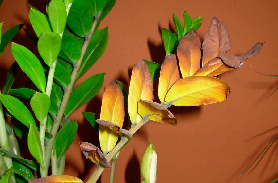 У Замиокулькаса — желтеют листья, причина, болезни