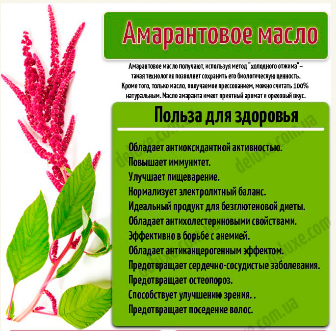 Амарант - лечебные свойства растения и противопоказания | применение и фото амаранта