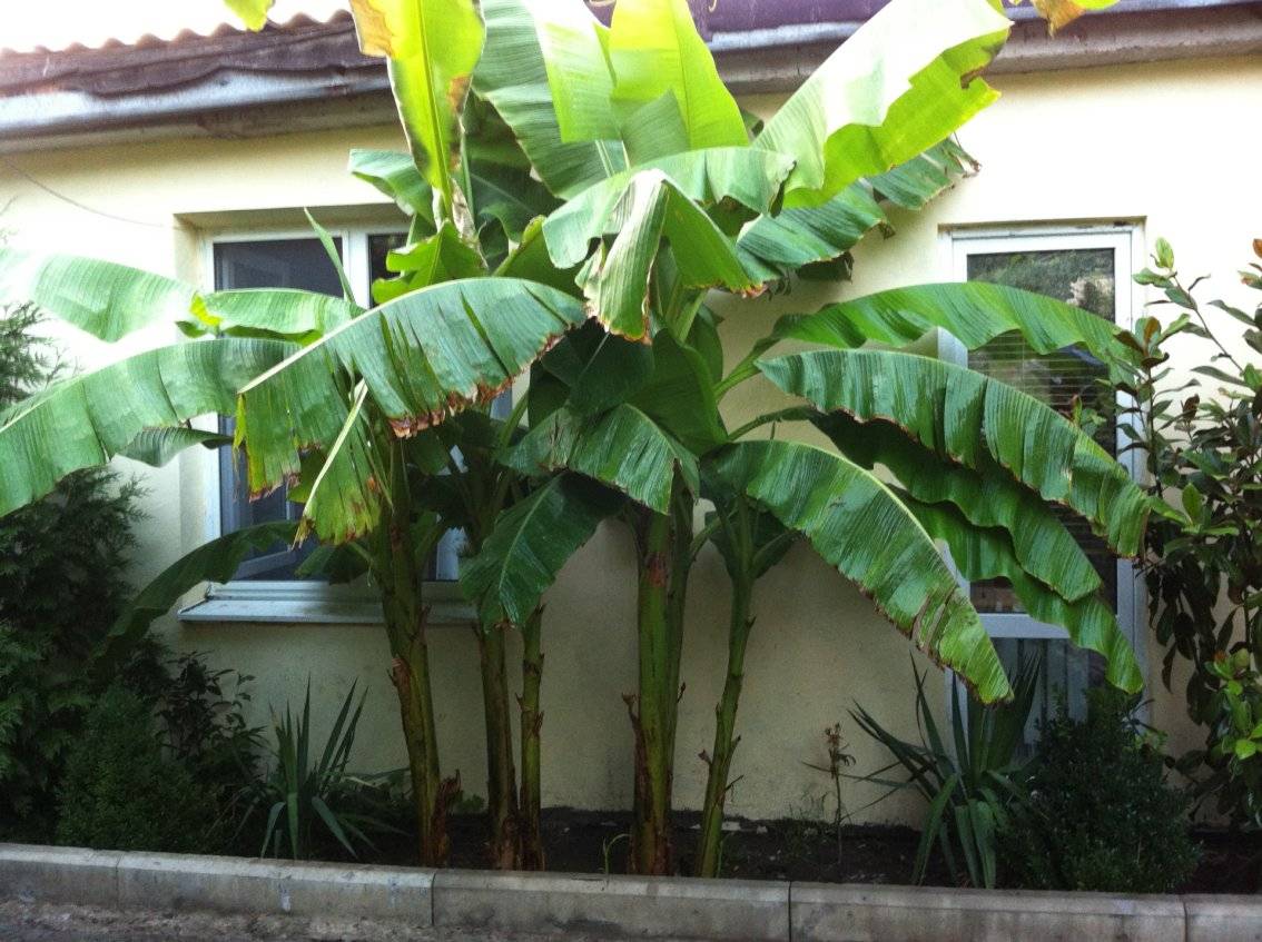 Выращивание банана дома: как прорастить и посадить бананы из семян